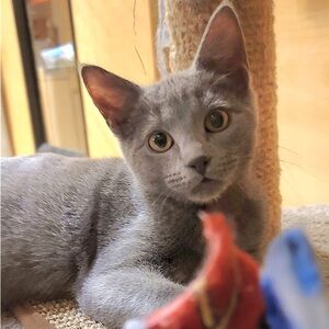 Meet your Posher, Jing-jing